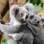 Scrutiny and Doubt Over Rape Victim's Testimony Sparks Outrage in Spain